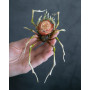 Collectible Handmade spider sculpture with a rose made of air clay. Collectible Handmade spider sculpture with a rose made of air clay.
