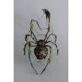 Collectible Handmade Black spider sculpture with a moss. OOAK