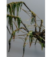 Collectible Handmade Black spider sculpture with a moss. OOAK