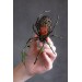 Collectible Handmade black spider sculpture with a rose and moss 