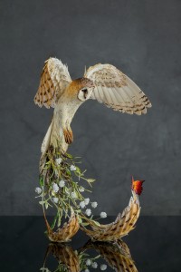 Owl with a fire butterfly